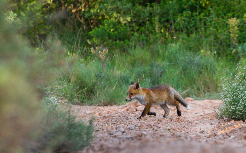 renard2-G.Battistella.jpg