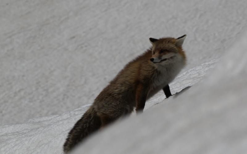 renard en maraude sur la neige (2).jpg