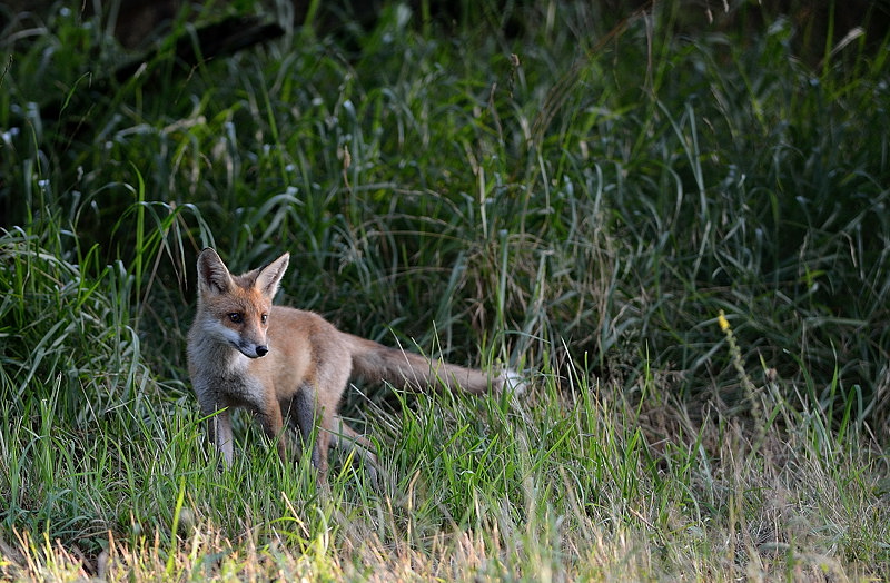 Renard-26-14.jpg