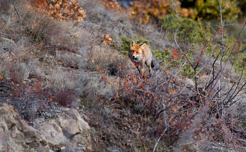renard.jpg