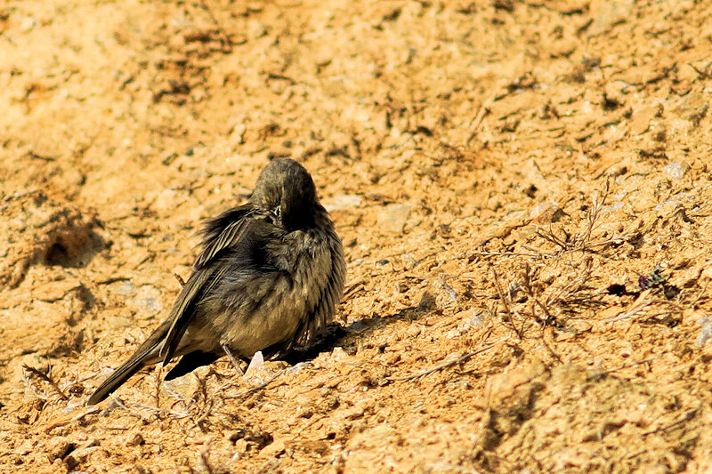 Pipit toilettage cp9.jpg