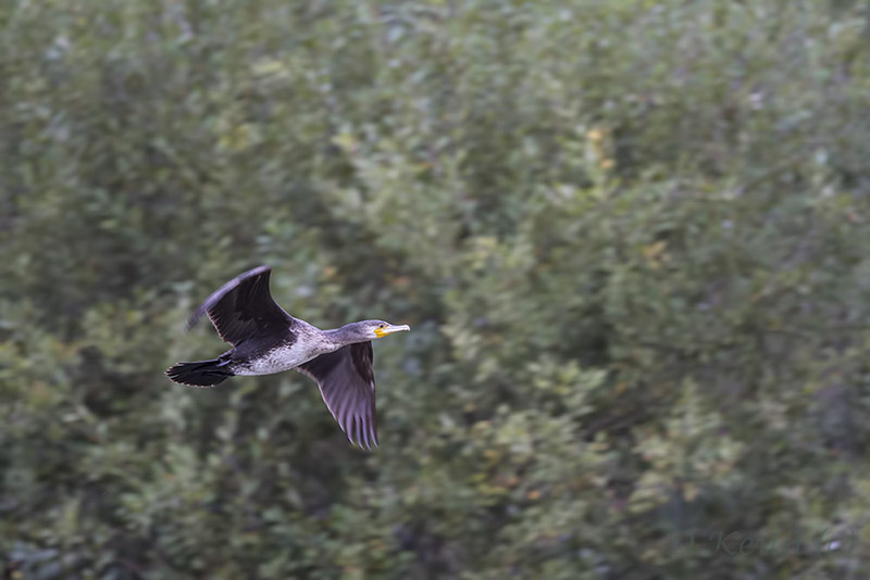 ecluzelles_17-10-2014-16-40-37_0308.jpg