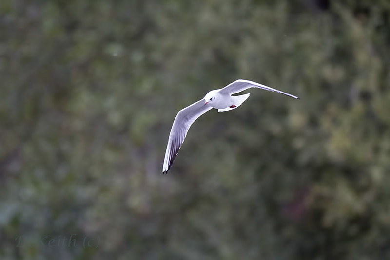 ecluzelles_17-10-2014-15-56-35_0222.jpg
