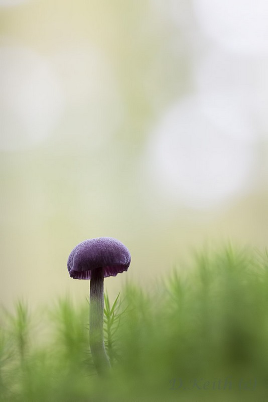 senonches_23-10-2014-11-07-51_0107.jpg