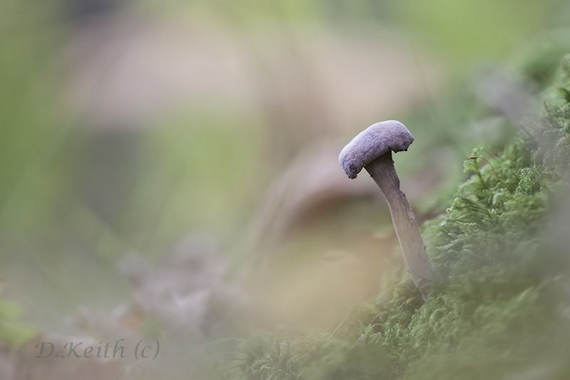 senonches_23-10-2014-16-31-48_0214.jpg