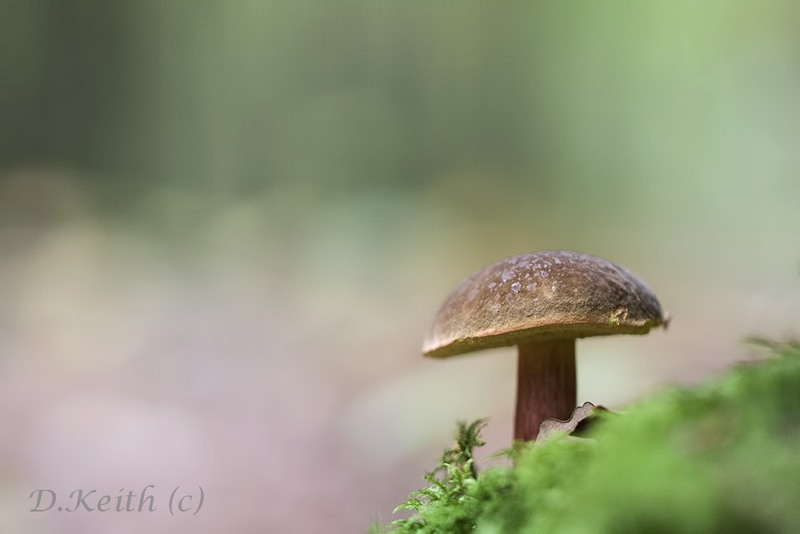 senonches_23-10-2014-15-50-14_0172.jpg