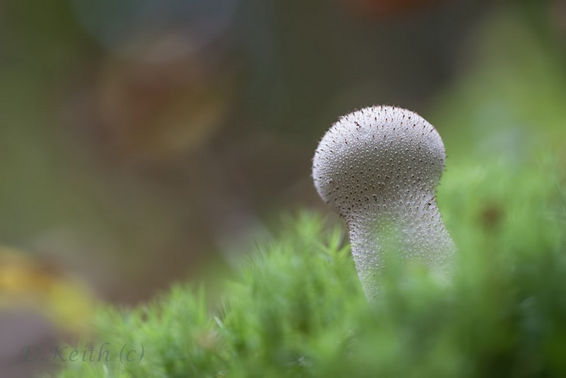 senonches_23-10-2014-17-08-14_0267.jpg