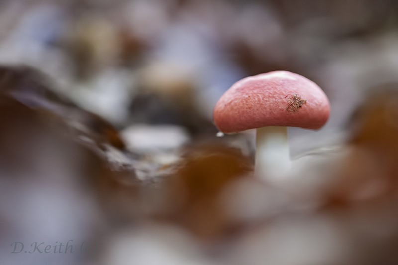 senonches_27-10-2014-17-07-47_0211.jpg