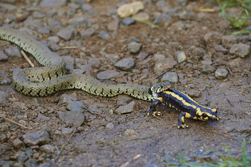 Salamandre_JSN0040800.jpg