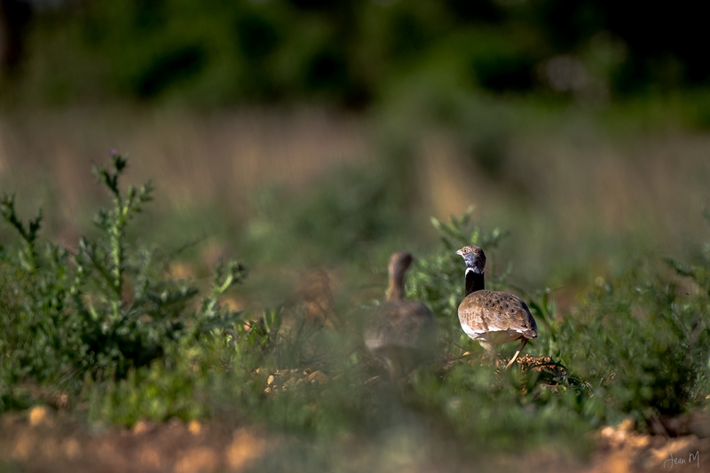 24042014-ED8A6239 (Copier).JPG