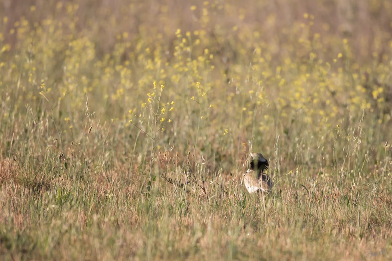 15042014-ED8A6055 (Copier).JPG