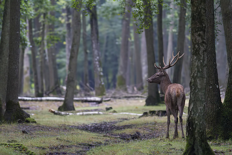 rambouillet_26-08-2013-10-30-52_0105.jpg