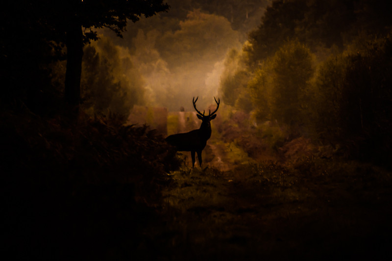 L'esprit de la forêt - Concours Image et Nature - Myriam Dupouy - x800.jpg
