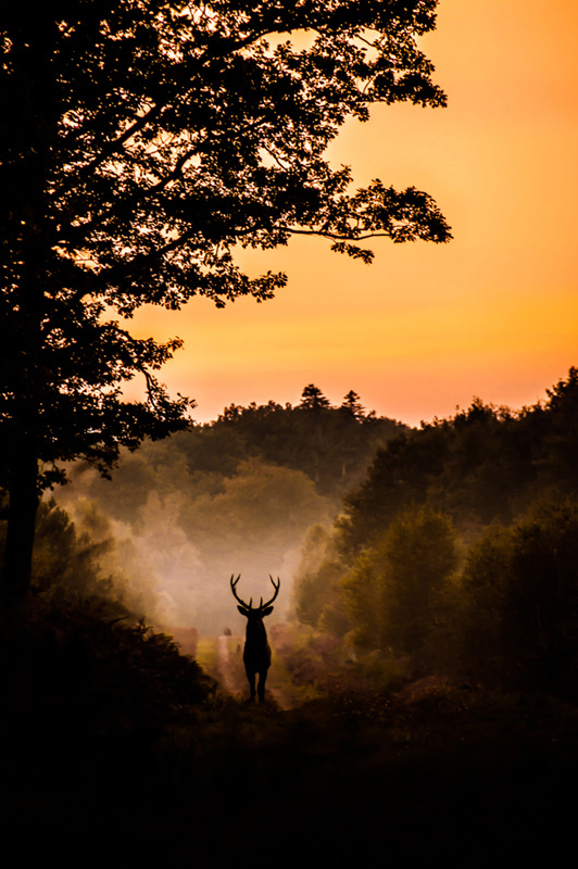 Deer God II - Concours Image et Nature - Myriam Dupouy - x800.jpg