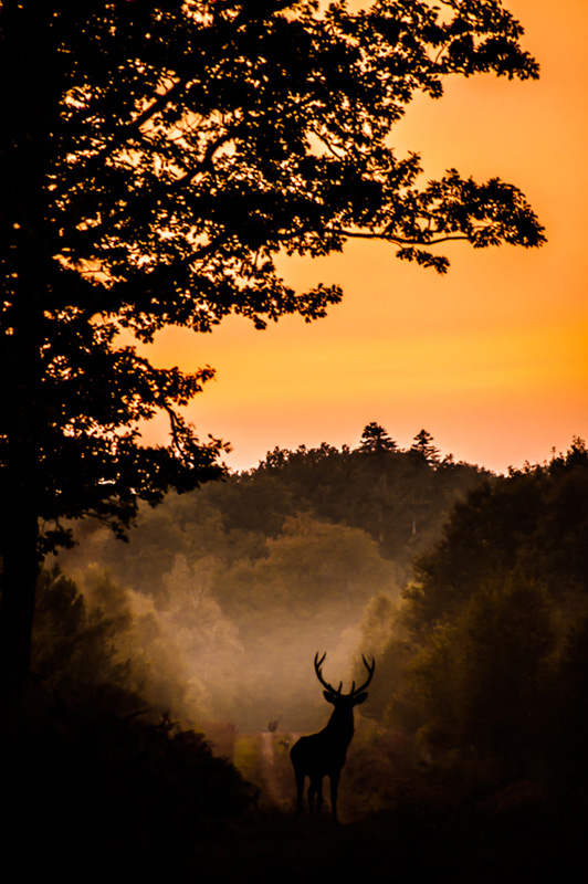 Deer God I - Concours Image et Nature - Myriam Dupouy - x800.jpg