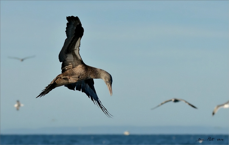 DSC_1064.JPG
