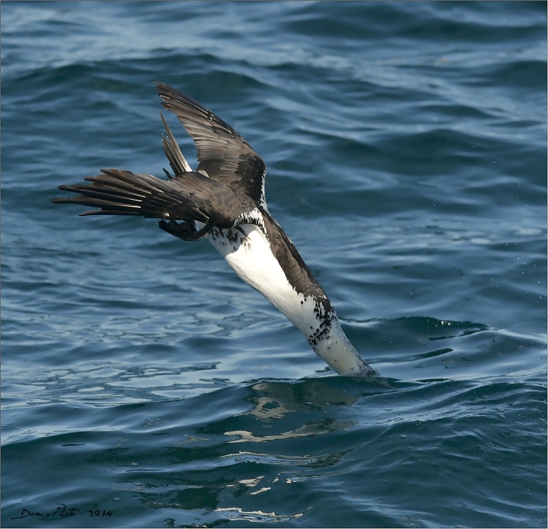DSC_1216.JPG