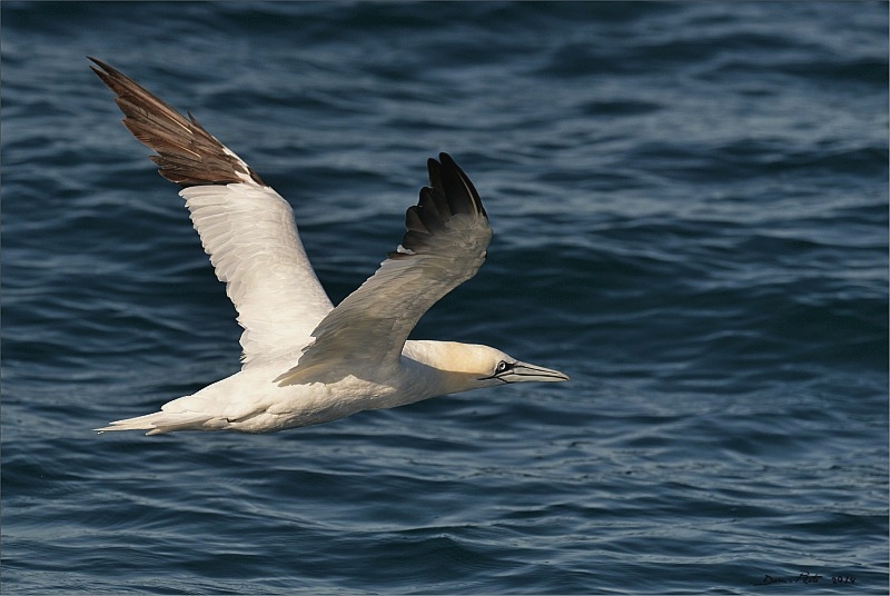 DSC_1308.JPG