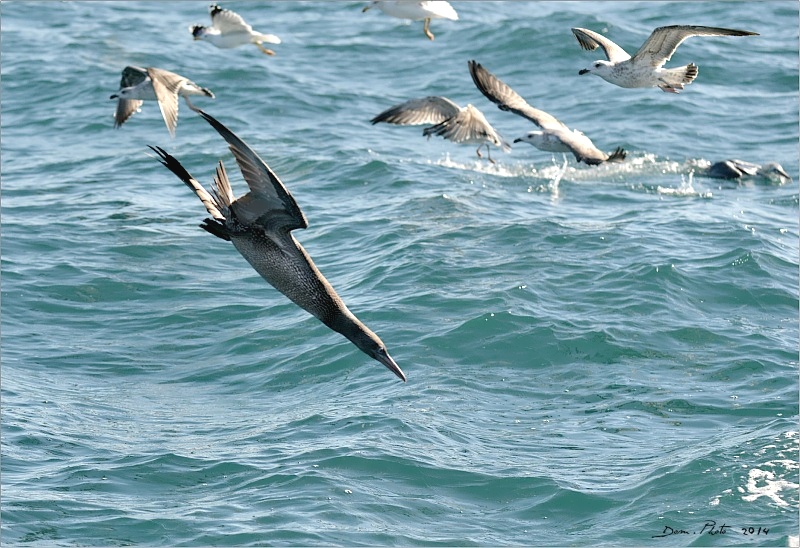 DSC_1290.JPG