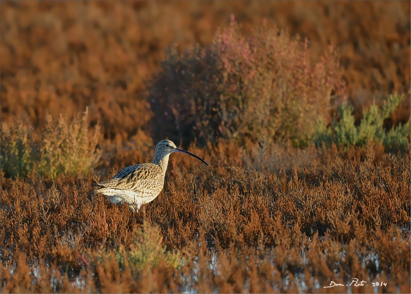DSC_1565.JPG