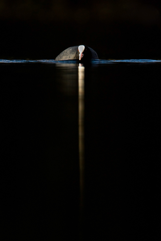 2011-11 foulque macroule19.jpg