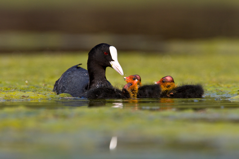 2012-04 foulque macroule38 - poussins.jpg
