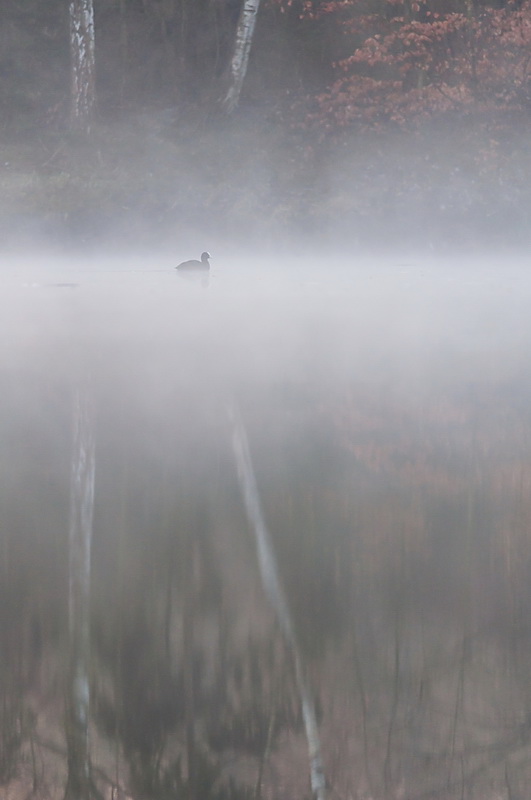 Dans le brouillard.jpg