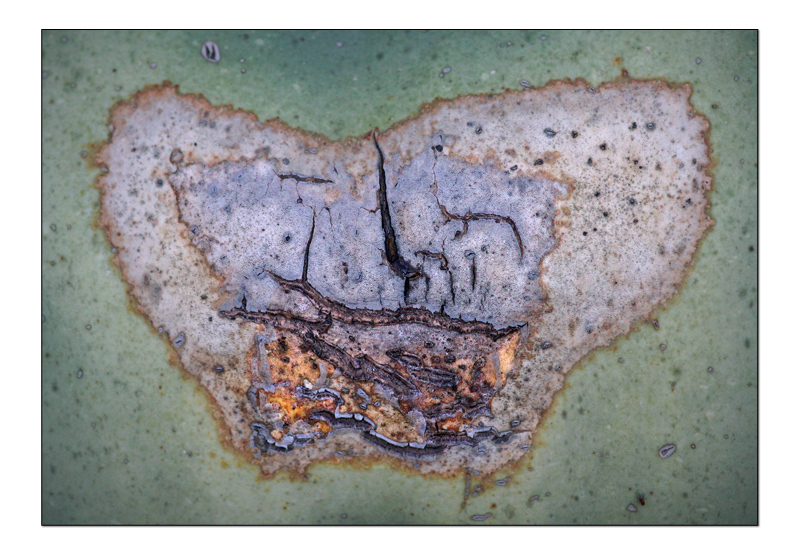 agave-copie.jpg