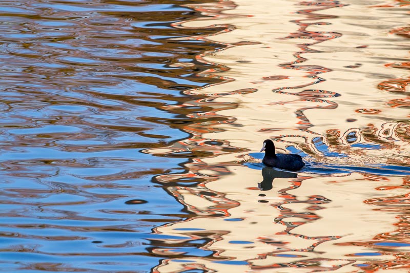 Foulque image et nature 1.jpg
