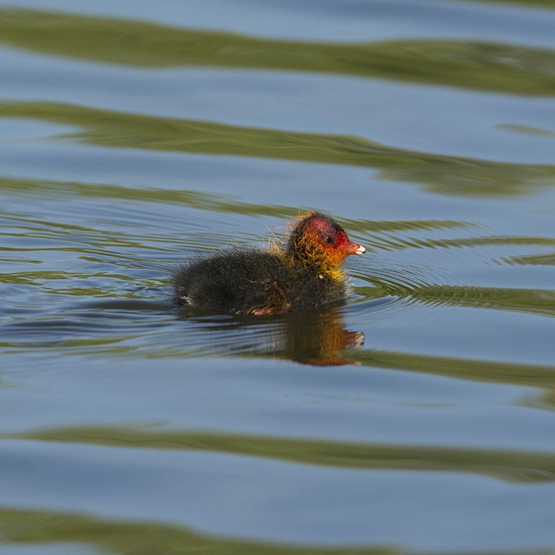 _DSC3097_modifié-1.jpg