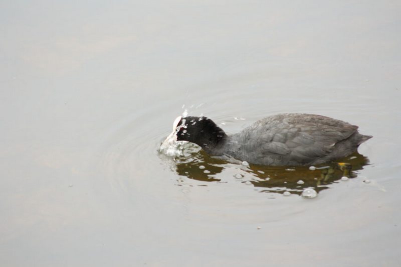 Foulque Macroule au lac gris.JPG