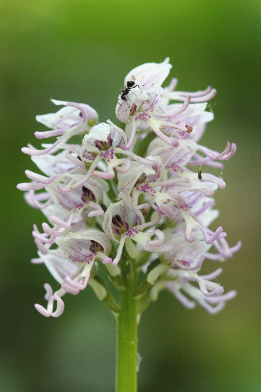 Sphegustulata26notoki.jpg