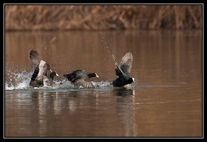 DSC08815-lr.jpg