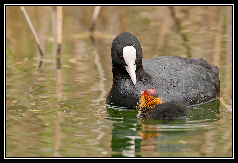 DSC02878-lr1.jpg