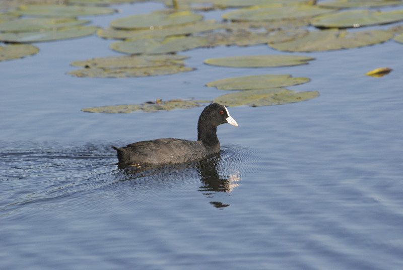 foulque 01_1.JPG