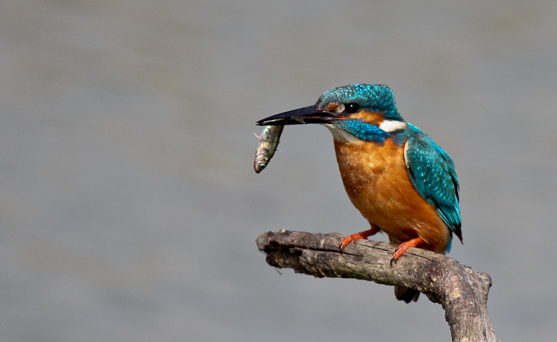 11042013-IMG_4211.JPG