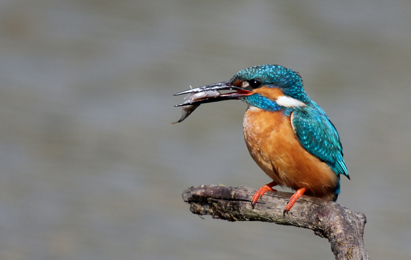 11042013-IMG_4224.JPG