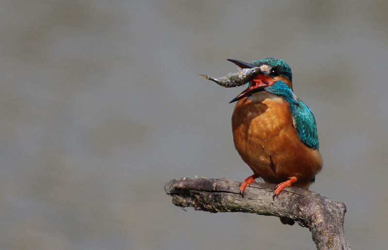 11042013-IMG_4226.JPG