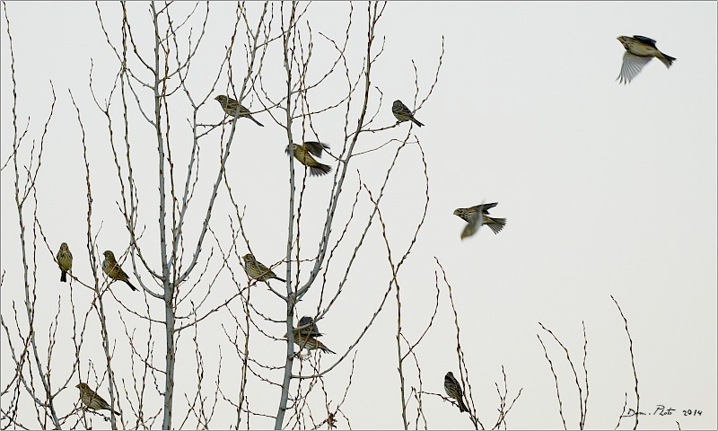 DSC_2719.JPG