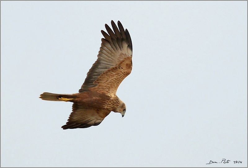 DSC_2946.JPG