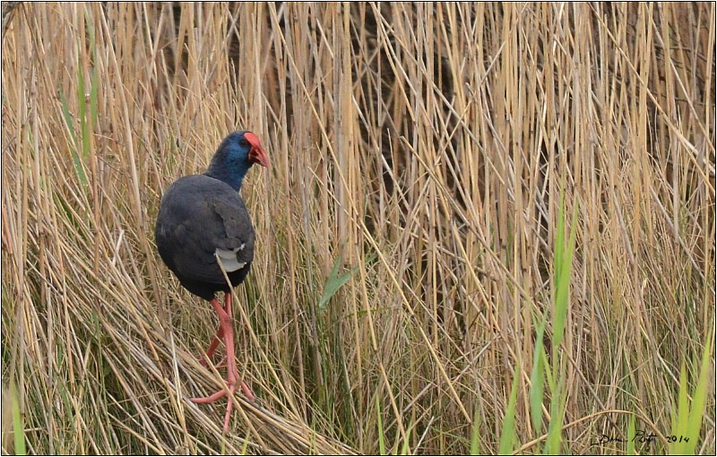 DSC_3024.JPG