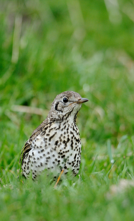 DSC_0708.jpg