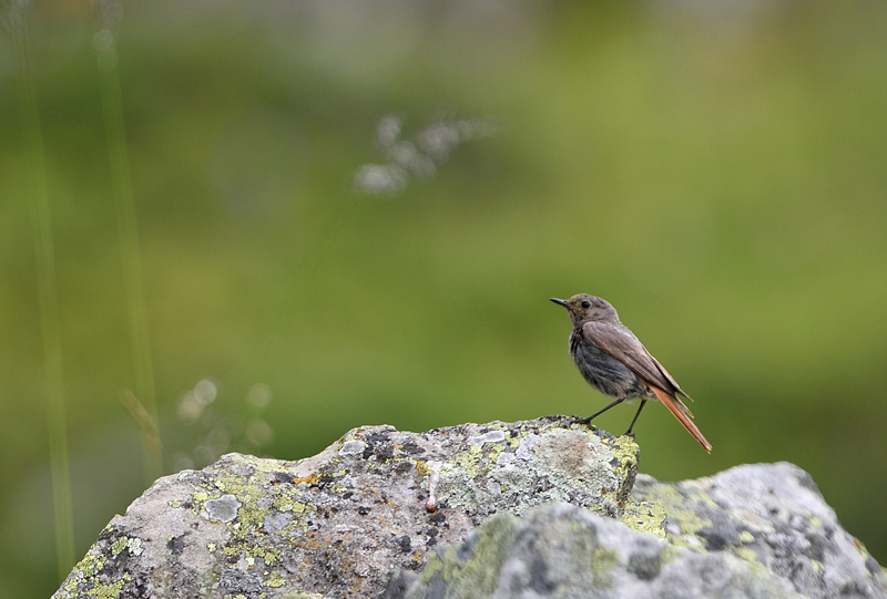 DSC_4793.jpg