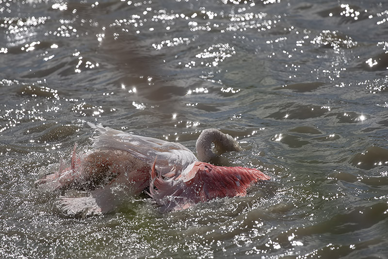 camargue_30-04-2014-15-56-01_0119.jpg