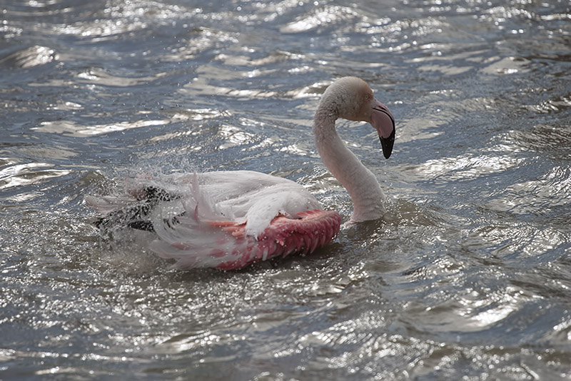 camargue_30-04-2014-16-08-02_0244.jpg