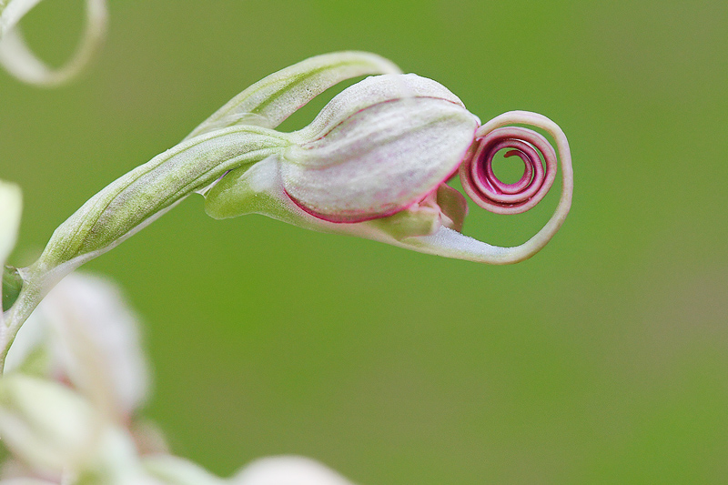 F_IN CH Fucicig14.jpg