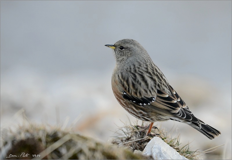 DSC_3559.JPG