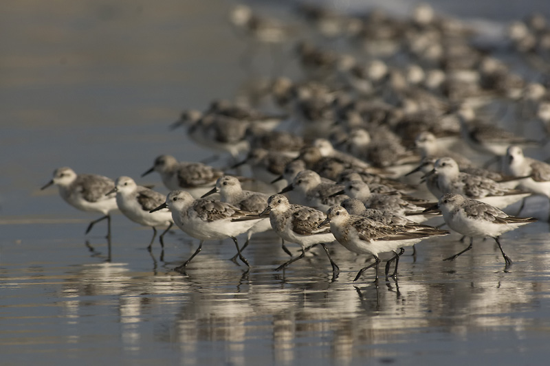 Bécasseaux Sanderling.jpg