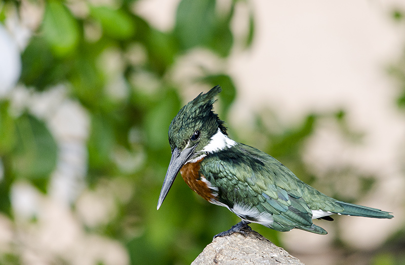 martin-pêcheur_DSC0799.jpg