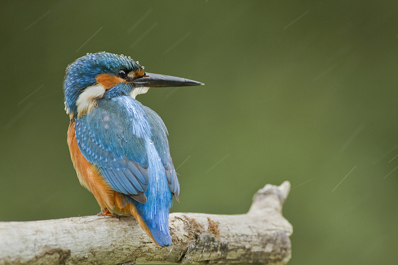 sous la pluie.jpg